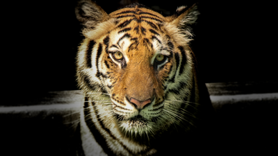 Untamed Beauty: Wildlife Through the Lens