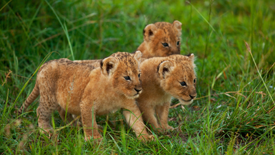 Ethical Wildlife Photography: Respecting Nature