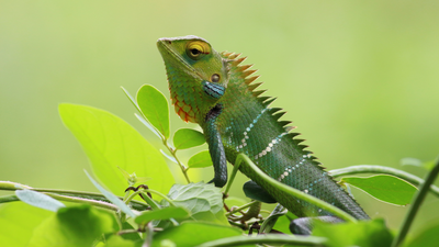 Wildlife Photography: Tips & Tricks