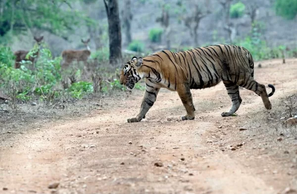 Wildlife tiger on the road